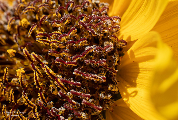 Sunflower 4-color