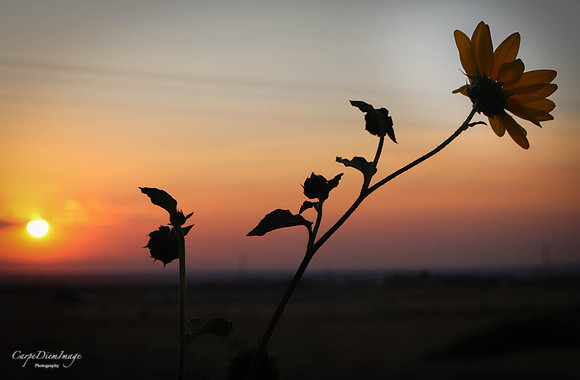 Sunflower 7-color