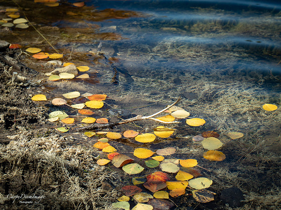 Fall floating Leaves 1-color