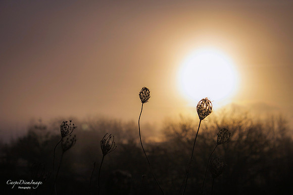 'Two in The SunRise"