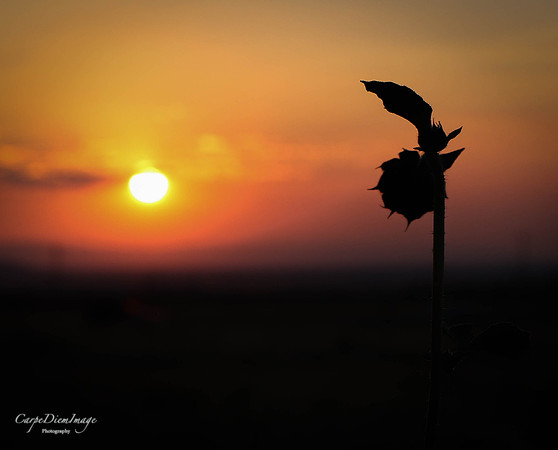 Sunflower 5-color