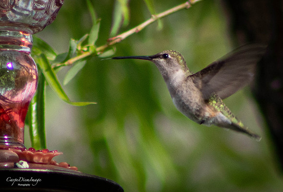 Humming bird 5