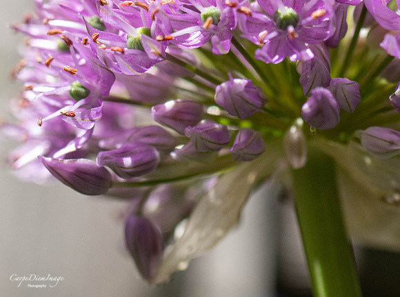 Tiny Purple flower 1-color