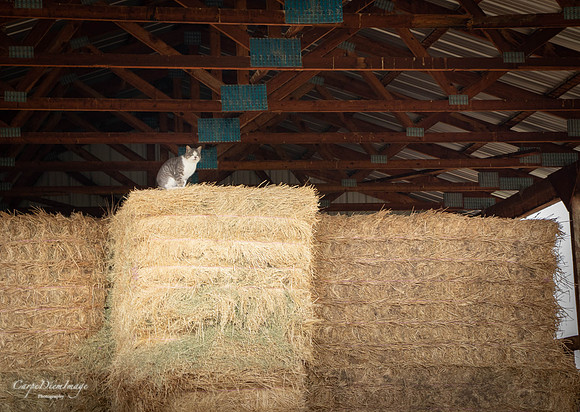 DeeJ in the Hay