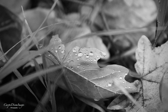 Fall Leaves B/W
